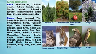 Living Resources
Flora: Siberian fir, Tatarian
maple, Allium karataviense,
Sergia (plant), Schrenk's
spruce, Niedzwetzky's apple
tree, Lycium ruthenicum etc.
Fauna: Snow Leopard, Tien
Shan Bear, Marco Polo Sheep,
Przewalski’s horse, Caspian
tiger, Toad Agamas, Honey
Badger, Sand Lynx, Sand Cat,
Onager, Marmots, Roe Deer,
Wild Goats, Pamir Casarca,
Mongolian Falcon, Golden
Eagle, Short Beak Plover,
Chough, Alpine Daw, Red and
Pearl Reel, Larks, Snow
Sparrow, Grey Wolf, Red Wolf
etc.
Siberian fir Tatarian maple Niedzwetzky's
apple
Sergia
Snow leopard Caspian tiger Golden Eagle Larks
 