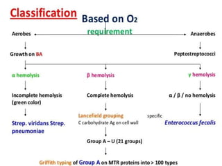Group b & d streptococci | PPTX