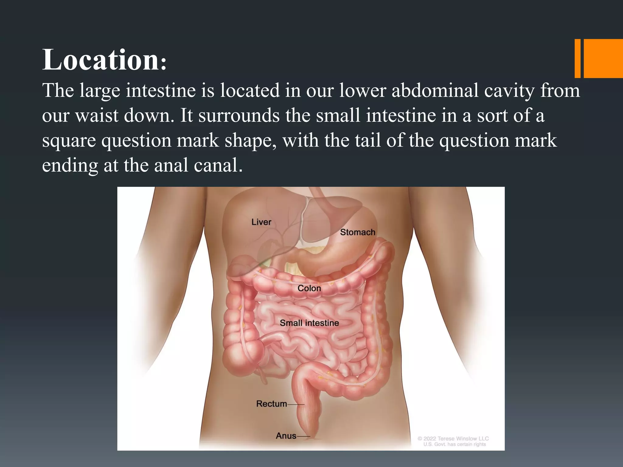 Lower Inntestine small and large intestine | PDF