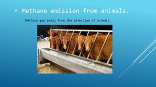 • Methane emission from animals. 
Methane gas emits from the dejection of animals. 
 