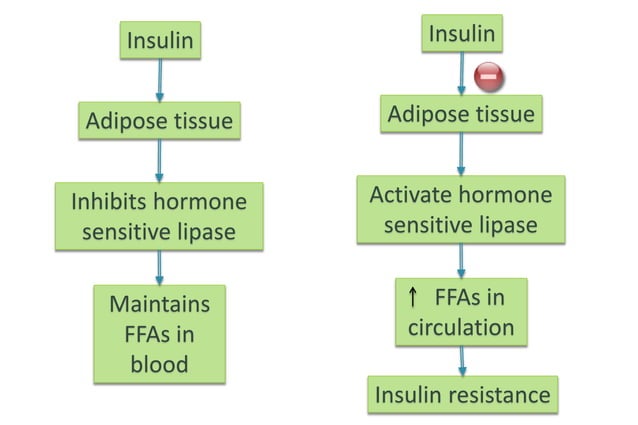 Diabetes Mellitus | Classification , Etiology , Pathogenesis ...