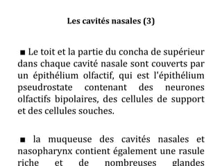 Les cavités nasales (3)
■ Le toit et la partie du concha de supérieur
dans chaque cavité nasale sont couverts par
un épithélium olfactif, qui est l'épithélium
pseudrostate contenant des neurones
olfactifs bipolaires, des cellules de support
et des cellules souches.
■ la muqueuse des cavités nasales et
nasopharynx contient également une rasule
riche et de nombreuses glandes
 