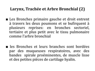 Larynx, Trachée et Arbre Bronchial (2)
■ Les Bronches primaire gauche et droit entrent
à travers les deux poumons et se bufirquent à
plusieurs reprises: en bronches sectoriel,
tertiaire et plus petit avec le tissu pulmonaire
comme l'arbre bronchial
■ les Bronches et leurs branches sont bordées
par des muqueuses respiratoires, avec des
bandes spirale proéminentes, de muscle lisse
et des petites pièces de cartilage hyalin.
 
