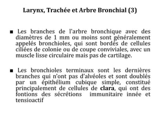 Larynx, Trachée et Arbre Bronchial (3)
■ Les branches de l'arbre bronchique avec des
diamètres de 1 mm ou moins sont généralement
appelés bronchioles, qui sont bordés de cellules
ciliées de colonie ou de coupe conviviales, avec un
muscle lisse circulaire mais pas de cartilage.
■ Les bronchioles terminaux sont les dernières
branches qui n’ont pas d’alvéoles et sont doublés
par un épithélium cubique simple, constitué
principalement de cellules de clara, qui ont des
fontions des sécrétions immunitaire innée et
tensioactif
 