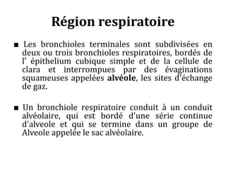 Région respiratoire
■ Les bronchioles terminales sont subdivisées en
deux ou trois bronchioles respiratoires, bordés de
l’ épithelium cubique simple et de la cellule de
clara et interrompues par des évaginations
squameuses appelées alvéole, les sites d'échange
de gaz.
■ Un bronchiole respiratoire conduit à un conduit
alvéolaire, qui est bordé d'une série continue
d'alveole et qui se termine dans un groupe de
Alveole appelée le sac alvéolaire.
 
