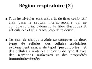 Région respiratoire (2)
■ Tous les alvéoles sont entourés de tissu conjonctif
clair dans le septum interaolveolaire qui se
composent principalement de fibre élastiques et
réticulaires et d'un réseau capillaire dense.
■ Le mur de chaque alvéole se compose de deux
types de cellules: des cellules alvéolaires
extrêmement minces de typeI (pneumocytes) et
des cellules alvéolaires cubiques de type II avec
des secretions surfactives et des propriétés
immunitaires innées.
 