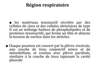 Région respiratoire
■ les matériaux tensioactif sécrétés par des
cellules de clara et des cellules alvéolaires de type
II est un mélange huileux de phospholipides et de
protéines tensioactifs, qui forme un film et abaisse
la tension de surface dans les alvéoles.
■ Chaque poumon est couvert par la plèvre viscérale,
une couche de tissu conjonctif mince et de
mésothélium, et continu avec plèvre pariétale,
similaire à la couche de tissu tapissant la cavité
pleurale
 