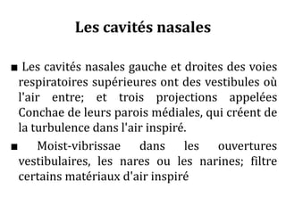 Les cavités nasales
■ Les cavités nasales gauche et droites des voies
respiratoires supérieures ont des vestibules où
l'air entre; et trois projections appelées
Conchae de leurs parois médiales, qui créent de
la turbulence dans l'air inspiré.
■ Moist-vibrissae dans les ouvertures
vestibulaires, les nares ou les narines; filtre
certains matériaux d'air inspiré
 