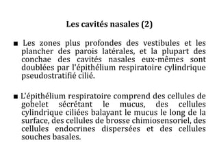 Les cavités nasales (2)
■ Les zones plus profondes des vestibules et les
plancher des parois latérales, et la plupart des
conchae des cavités nasales eux-mêmes sont
doublées par l'épithélium respiratoire cylindrique
pseudostratifié cilié.
■ L'épithélium respiratoire comprend des cellules de
gobelet sécrétant le mucus, des cellules
cylindrique ciliées balayant le mucus le long de la
surface, des cellules de brosse chimiosensoriel, des
cellules endocrines dispersées et des cellules
souches basales.
 