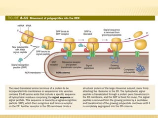Reticulum endoplasmique, lysosome et proteasone
