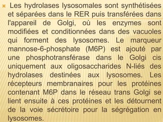  Les hydrolases lysosomales sont synthétisées
et séparées dans le RER puis transférées dans
l'appareil de Golgi, où les enzymes sont
modifiées et conditionnées dans des vacuoles
qui forment des lysosomes. Le marqueur
mannose-6-phosphate (M6P) est ajouté par
une phosphotransférase dans le Golgi cis
uniquement aux oligosaccharides N-liés des
hydrolases destinées aux lysosomes. Les
récepteurs membranaires pour les protéines
contenant M6P dans le réseau trans Golgi se
lient ensuite à ces protéines et les détournent
de la voie sécrétoire pour la ségrégation en
lysosomes.
 