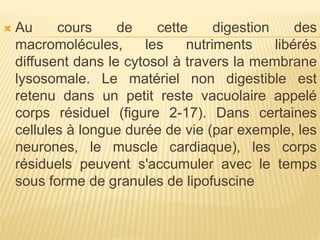  Au cours de cette digestion des
macromolécules, les nutriments libérés
diffusent dans le cytosol à travers la membrane
lysosomale. Le matériel non digestible est
retenu dans un petit reste vacuolaire appelé
corps résiduel (figure 2-17). Dans certaines
cellules à longue durée de vie (par exemple, les
neurones, le muscle cardiaque), les corps
résiduels peuvent s'accumuler avec le temps
sous forme de granules de lipofuscine
 