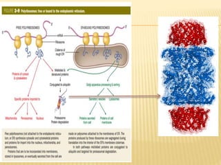 Reticulum endoplasmique, lysosome et proteasone