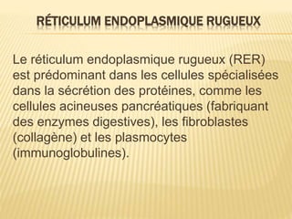 RÉTICULUM ENDOPLASMIQUE RUGUEUX
Le réticulum endoplasmique rugueux (RER)
est prédominant dans les cellules spécialisées
dans la sécrétion des protéines, comme les
cellules acineuses pancréatiques (fabriquant
des enzymes digestives), les fibroblastes
(collagène) et les plasmocytes
(immunoglobulines).
 