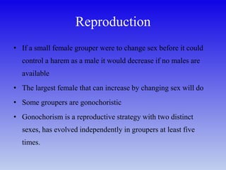 Reproduction
• If a small female grouper were to change sex before it could
control a harem as a male it would decrease if no males are
available
• The largest female that can increase by changing sex will do
• Some groupers are gonochoristic
• Gonochorism is a reproductive strategy with two distinct
sexes, has evolved independently in groupers at least five
times.
 