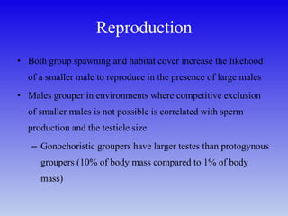 Reproduction
• Both group spawning and habitat cover increase the likehood
of a smaller male to reproduce in the presence of large males
• Males grouper in environments where competitive exclusion
of smaller males is not possible is correlated with sperm
production and the testicle size
– Gonochoristic groupers have larger testes than protogynous
groupers (10% of body mass compared to 1% of body
mass)
 