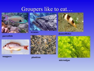 Groupers like to eat…
parrotfish
wrasses
damselfishes
snappers plankton
microalgae
 