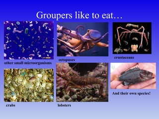 Groupers like to eat…
other small microorganisms
octopuses
crustaceans
crabs lobsters
And their own species!
 