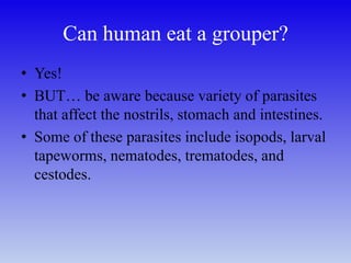 Can human eat a grouper?
• Yes!
• BUT… be aware because variety of parasites
that affect the nostrils, stomach and intestines.
• Some of these parasites include isopods, larval
tapeworms, nematodes, trematodes, and
cestodes.
 