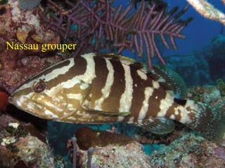 Nassau grouper
 