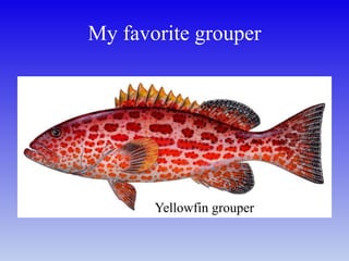 My favorite grouper
Yellowfin grouper
 