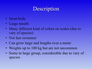 Description
• Stout body
• Large mouth
• Many different kind of colors on scales (due to
vary of species)
• Not fast swimmer
• Can grow large and lengths over a meter
• Weights up to 100 kg but are not uncommon
• Some in large group, considerable due to vary of
species
 