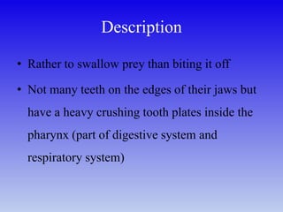 Description
• Rather to swallow prey than biting it off
• Not many teeth on the edges of their jaws but
have a heavy crushing tooth plates inside the
pharynx (part of digestive system and
respiratory system)
 
