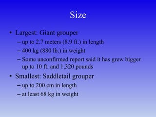 Size
• Largest: Giant grouper
– up to 2.7 meters (8.9 ft.) in length
– 400 kg (880 lb.) in weight
– Some unconfirmed report said it has grew bigger
up to 10 ft. and 1,320 pounds
• Smallest: Saddletail grouper
– up to 200 cm in length
– at least 68 kg in weight
 