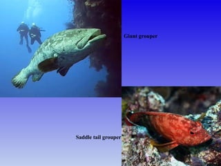 Giant grouper
Saddle tail grouper
 