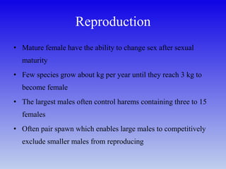 Reproduction
• Mature female have the ability to change sex after sexual
maturity
• Few species grow about kg per year until they reach 3 kg to
become female
• The largest males often control harems containing three to 15
females
• Often pair spawn which enables large males to competitively
exclude smaller males from reproducing
 
