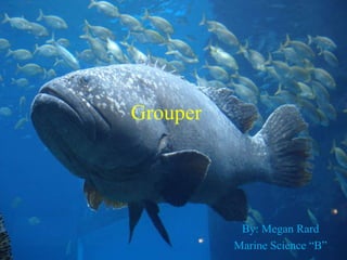 Grouper
By: Megan Rard
Marine Science “B”
 