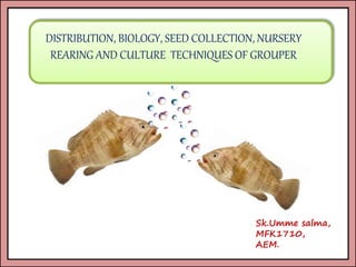 DISTRIBUTION, BIOLOGY, SEED COLLECTION, NURSERY
REARING AND CULTURE TECHNIQUES OF GROUPER
Sk.Umme salma,
MFK1710,
AEM.
 