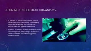 CLONING UNICELLULAR ORGANISMS
• In the case of unicellular organisms such as
bacteria and yeast, cell cloning is remarkably
simple and essentially only requires the
inoculation of the appropriate medium.
• However, in the case of cell cultures from multi-
cellular organisms, cell cloning is an arduous
task as these cells will not readily grow in
standard media.
 