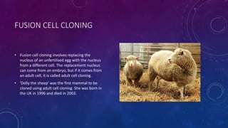 FUSION CELL CLONING
• Fusion cell cloning involves replacing the
nucleus of an unfertilised egg with the nucleus
from a different cell. The replacement nucleus
can come from an embryo, but if it comes from
an adult cell, it is called adult cell cloning.
• 'Dolly the sheep' was the first mammal to be
cloned using adult cell cloning. She was born in
the UK in 1996 and died in 2003.
 