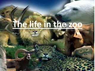 Thelife in the zoo 