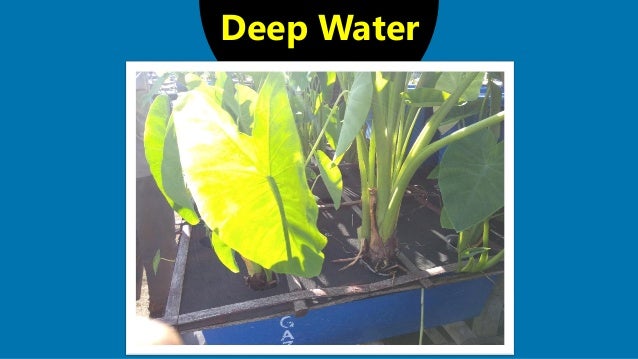 aquaponics