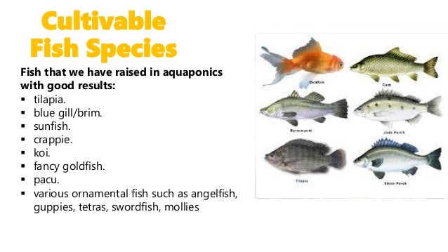 commercial aquaponics raft systems ~ waters sistem