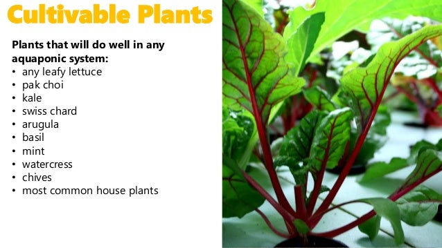 aquaponics