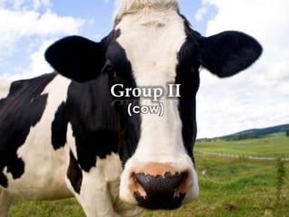 Group II
 (cow)
 