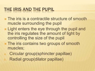 THE IRIS AND THE PUPIL
 The iris is a contractile structure of smooth
muscle surrounding the pupil
 Light enters the eye through the pupil and
the iris regulates the amount of light by
controlling the size of the pupil
 The iris contains two groups of smooth
muscles;
a. Circular group(sphincter papillae)
b. Radial group(dilator papillae)
 