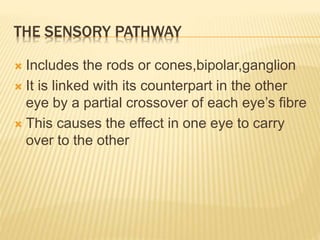 THE SENSORY PATHWAY
 Includes the rods or cones,bipolar,ganglion
 It is linked with its counterpart in the other
eye by a partial crossover of each eye’s fibre
 This causes the effect in one eye to carry
over to the other
 