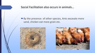 Social Facilitation also occurs in animals…
By the presence of other species, Ants excavate more
sand, chicken eat more grain etc.
 