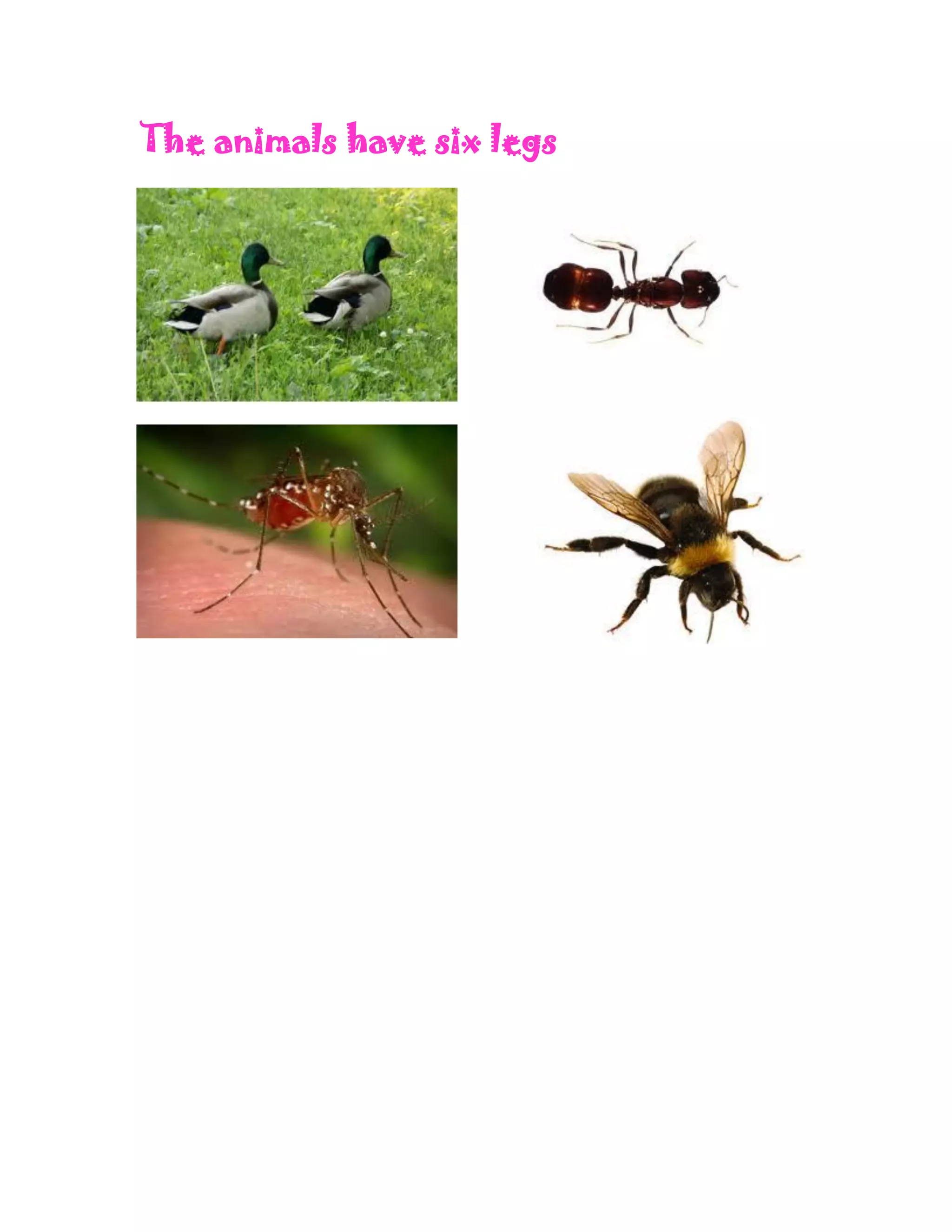 Grouping animals that have legs