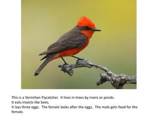 This is a Vermilion Flycatcher. It lives in trees by rivers or ponds.
It eats insects like bees.
It lays three eggs. The female looks after the eggs. The male gets food for the
female.
 