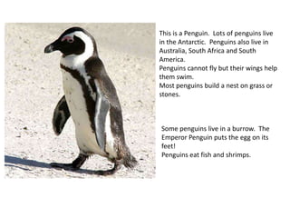 This is a Penguin. Lots of penguins live
in the Antarctic. Penguins also live in
Australia, South Africa and South
America.
Penguins cannot fly but their wings help
them swim.
Most penguins build a nest on grass or
stones.
Some penguins live in a burrow. The
Emperor Penguin puts the egg on its
feet!
Penguins eat fish and shrimps.
 