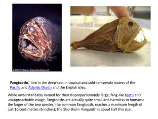 Fangtooths’ live in the deep-sea, in tropical and cold-temperate waters of the
Pacific and Atlantic Ocean and the English isles.
While understandably named for their disproportionately large, fang-like teeth and
unapproachable visage, Fangtooths are actually quite small and harmless to humans:
the larger of the two species, the common Fangtooth, reaches a maximum length of
just 16 centimetres (6 inches); the Shorthorn Fangooth is about half this size.
 