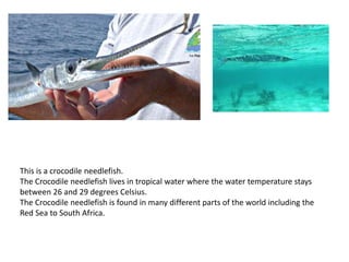 This is a crocodile needlefish.
The Crocodile needlefish lives in tropical water where the water temperature stays
between 26 and 29 degrees Celsius.
The Crocodile needlefish is found in many different parts of the world including the
Red Sea to South Africa.
 