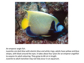 An emperor angle fish.
Juveniles are dark blue with electric blue and white rings; adults have yellow and blue
stripes, with black around the eyes. It takes about four years for an emperor angelfish
to acquire its adult colouring. They grow to 40 cm in length.
Juvenile to adult transition may not fully occur in an aquarium.
 