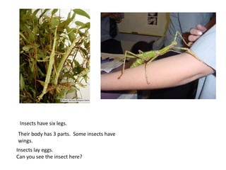 Insects have six legs.
Their body has 3 parts. Some insects have
wings.
Insects lay eggs.
Can you see the insect here?
 