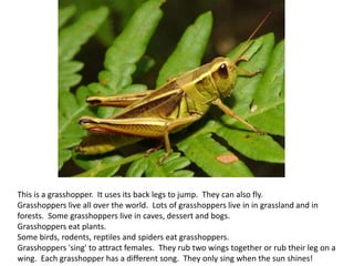 This is a grasshopper. It uses its back legs to jump. They can also fly.
Grasshoppers live all over the world. Lots of grasshoppers live in in grassland and in
forests. Some grasshoppers live in caves, dessert and bogs.
Grasshoppers eat plants.
Some birds, rodents, reptiles and spiders eat grasshoppers.
Grasshoppers 'sing' to attract females. They rub two wings together or rub their leg on a
wing. Each grasshopper has a different song. They only sing when the sun shines!
 